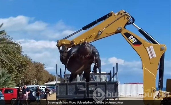 400 kiloluk dev kaplumbağa sahile vurdu