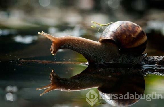 Hayvanların ilginç fotoğrafları