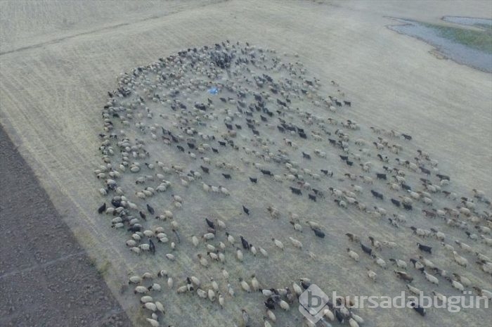 Çeleli yolculuk drone'la kaydedildi