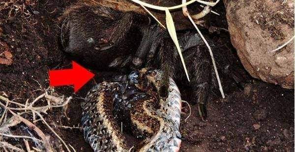 Vahşi doğada böylesi görülmedi