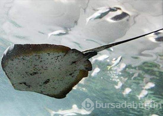 Vahşi doğada böylesi görülmedi