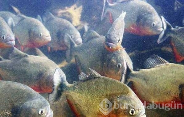 Vahşi doğada böylesi görülmedi