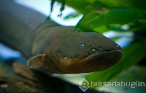 Vahşi doğada böylesi görülmedi