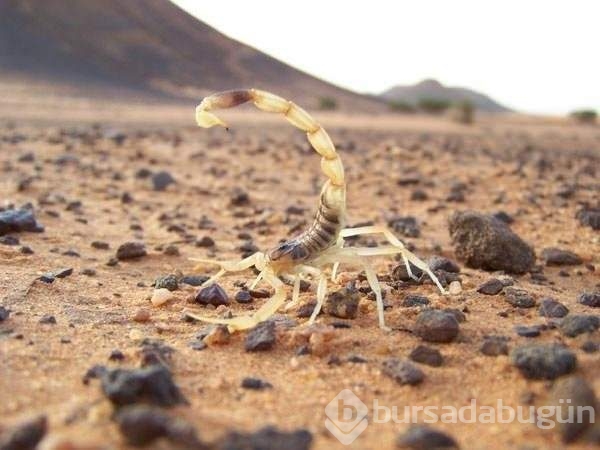 Vahşi doğada böylesi görülmedi