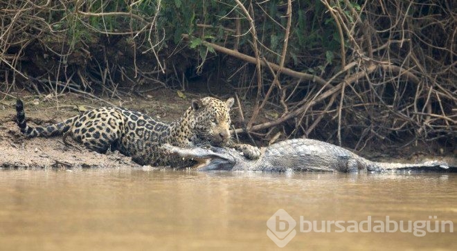 Jaguar timsahı tek hamlede yakaladı