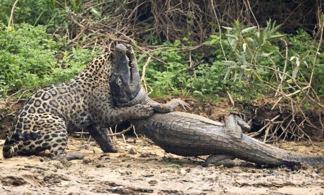 Jaguar timsahı tek hamlede yakaladı