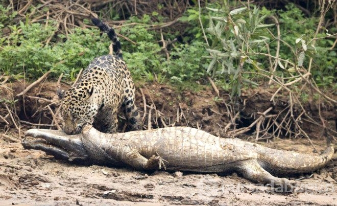 Jaguar timsahı tek hamlede yakaladı
