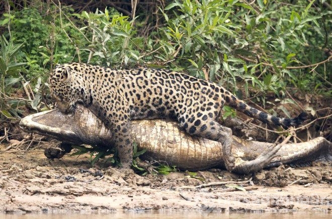 Jaguar timsahı tek hamlede yakaladı