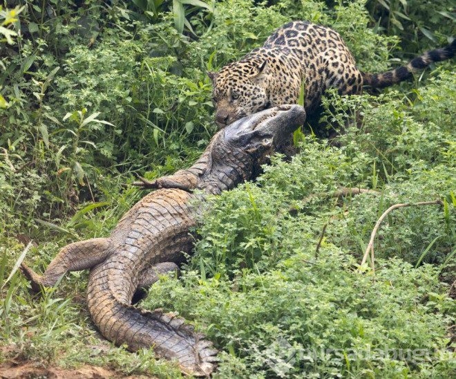 Jaguar timsahı tek hamlede yakaladı