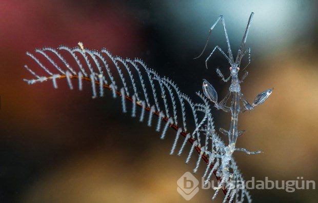 Yılın doğa fotoğrafçısı