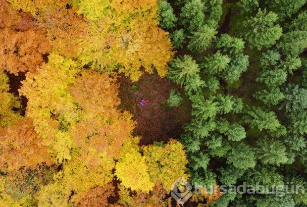 Yılın doğa fotoğrafçısı