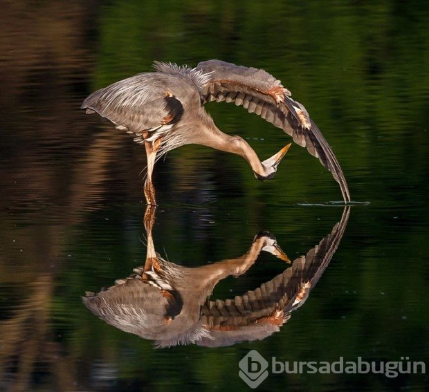 Yılın doğa fotoğrafçısı