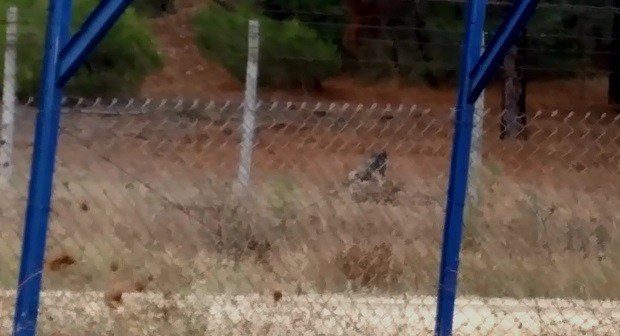 Bursa'da aç kalan köpekler üniversitedeki geyikleri yedi!
