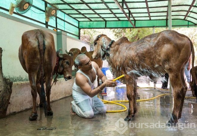 Ailesine karşı sığır sürüsünü seçti