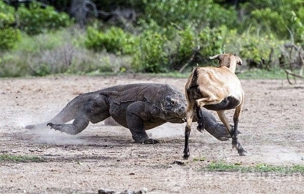 Hayvanlar dünyasından inanılmaz anlar!