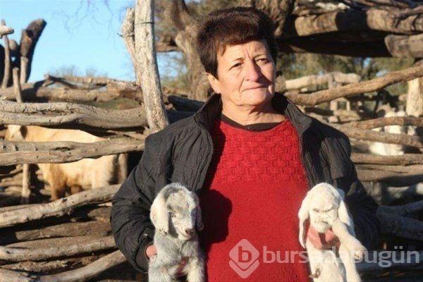 En ilginç hayvanlar