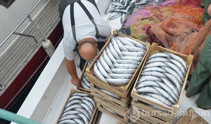 Palamut avı şaşırttı
