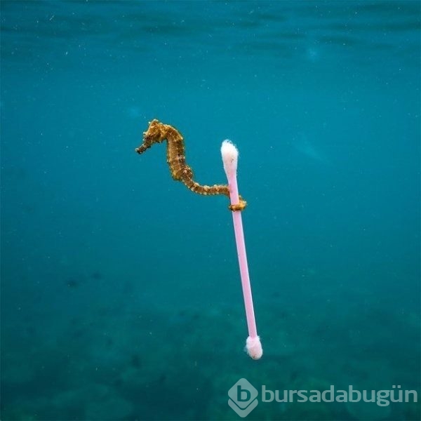 2017 vahşi yaşam fotoğrafları