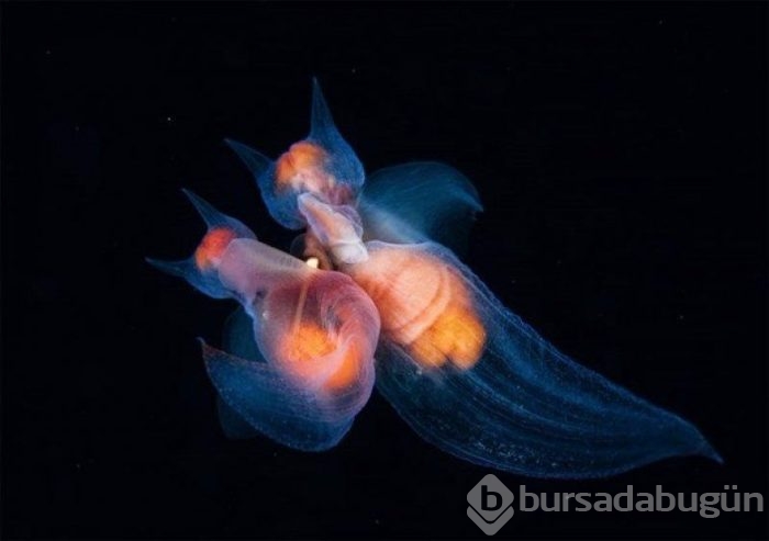 2017 vahşi yaşam fotoğrafları