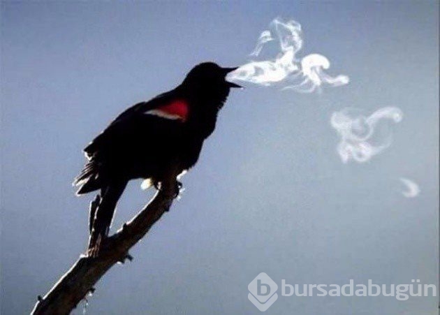2017 vahşi yaşam fotoğrafları