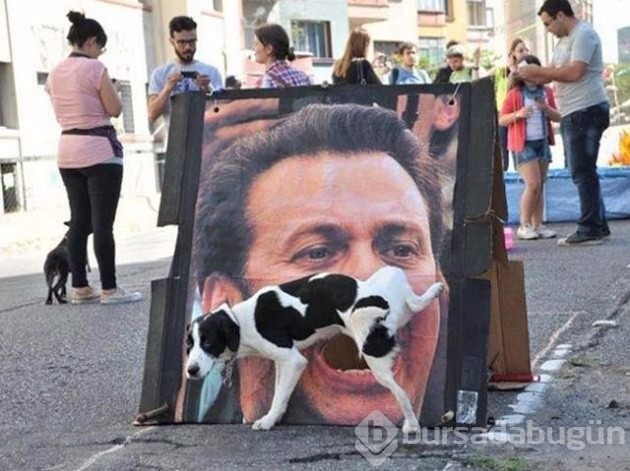 2017 vahşi yaşam fotoğrafları