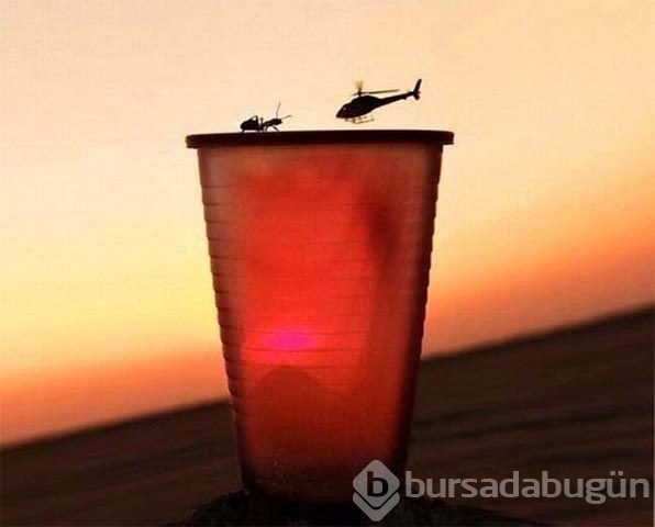 2017 vahşi yaşam fotoğrafları