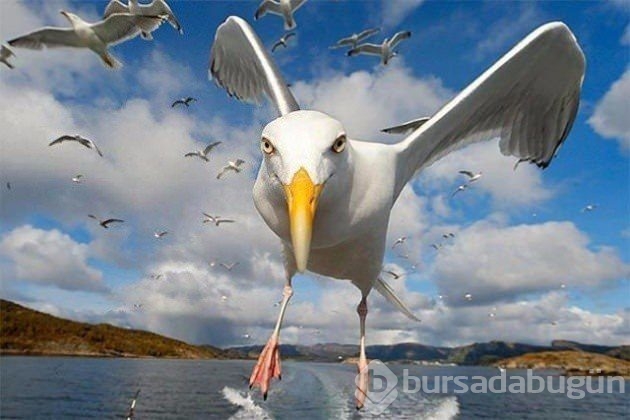 2017 vahşi yaşam fotoğrafları
