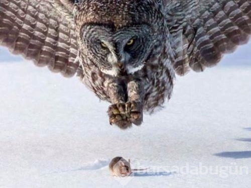 2017 vahşi yaşam fotoğrafları