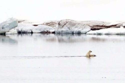 2017 vahşi yaşam fotoğrafları