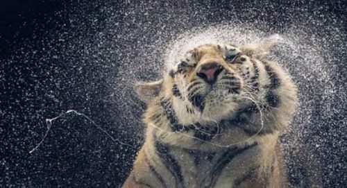 2017 vahşi yaşam fotoğrafları