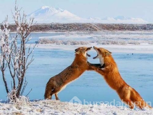 2017 vahşi yaşam fotoğrafları