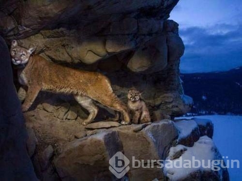 2017 vahşi yaşam fotoğrafları