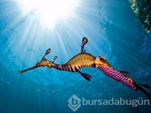 2017 vahşi yaşam fotoğrafları