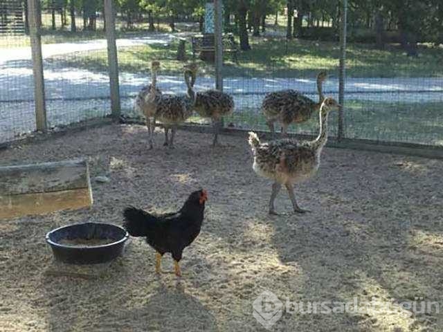 Her canlıya annelik yapabilen tavuklar