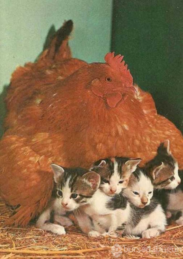 Her canlıya annelik yapabilen tavuklar