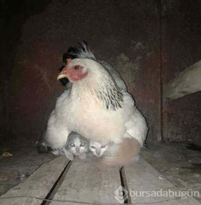 Her canlıya annelik yapabilen tavuklar