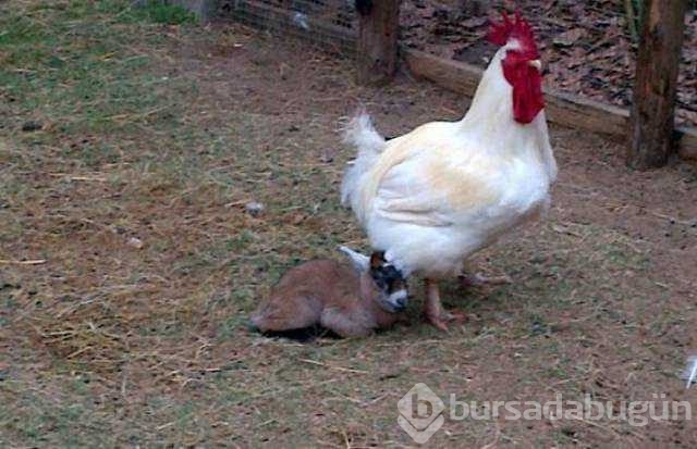 Her canlıya annelik yapabilen tavuklar