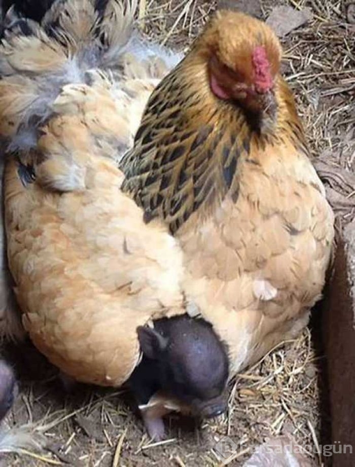 Her canlıya annelik yapabilen tavuklar