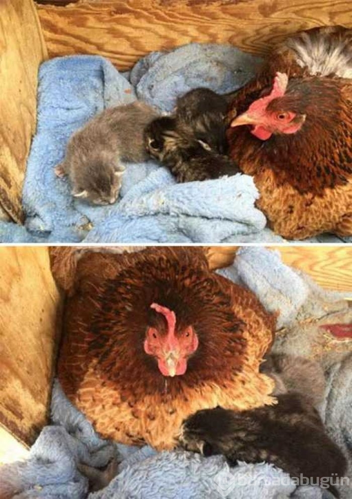 Her canlıya annelik yapabilen tavuklar