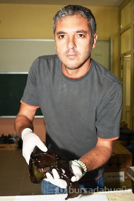 Deniz tavşanı öldü