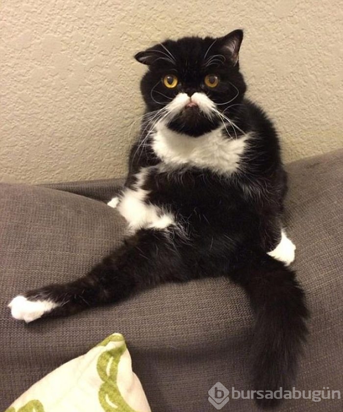 Şaşırtıcı kedi oturuşları