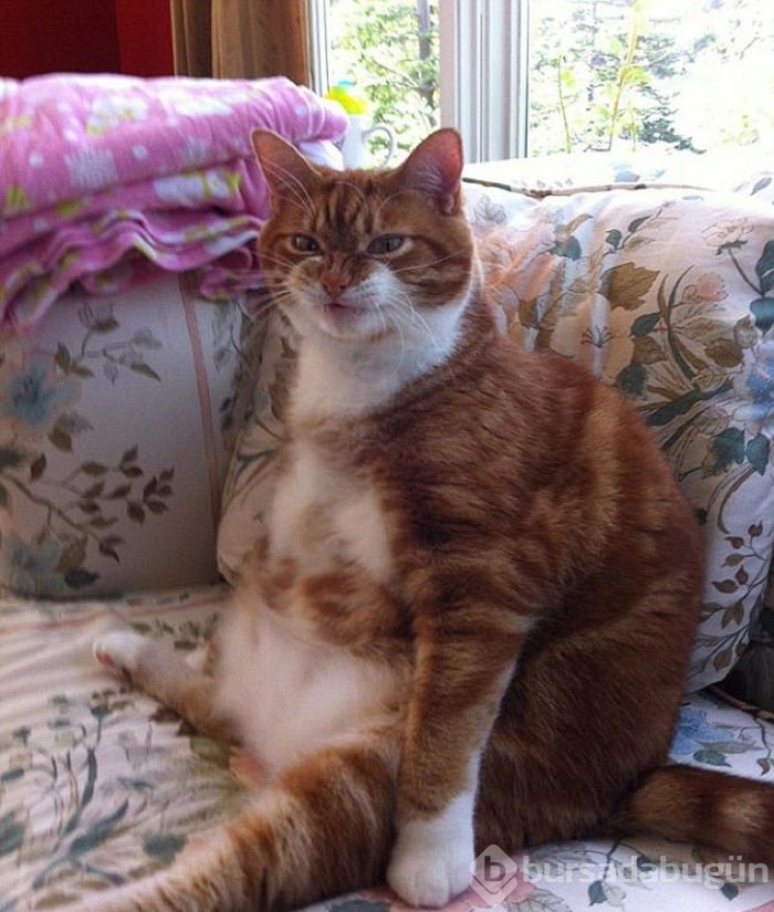 Şaşırtıcı kedi oturuşları