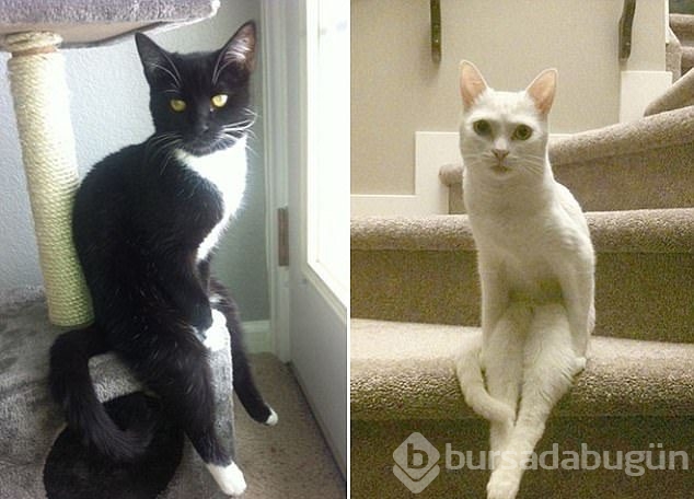 Şaşırtıcı kedi oturuşları