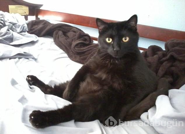 Şaşırtıcı kedi oturuşları