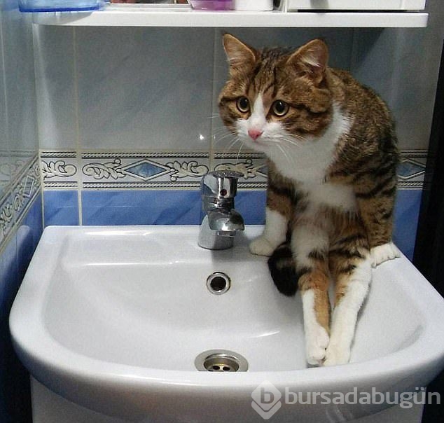 Şaşırtıcı kedi oturuşları
