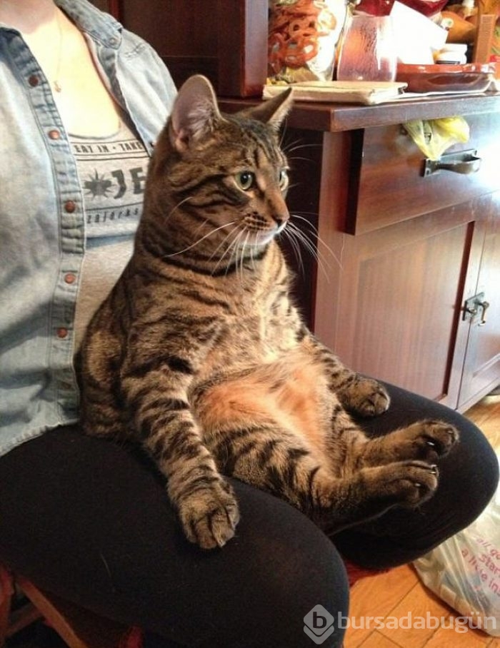 Şaşırtıcı kedi oturuşları