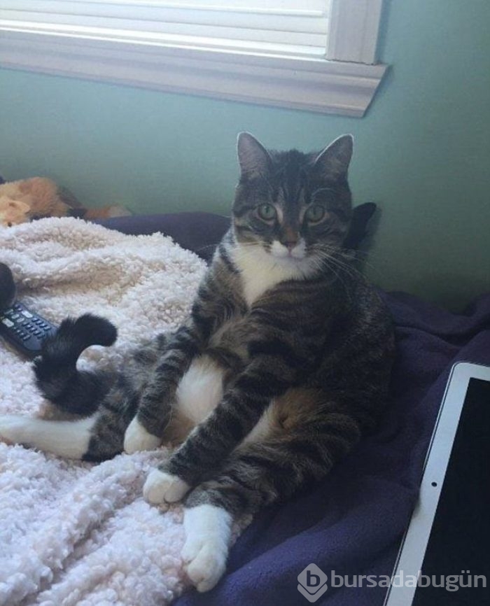 Şaşırtıcı kedi oturuşları