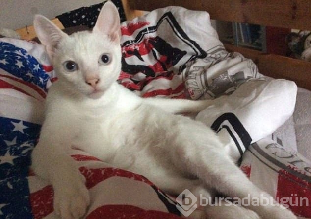 Şaşırtıcı kedi oturuşları