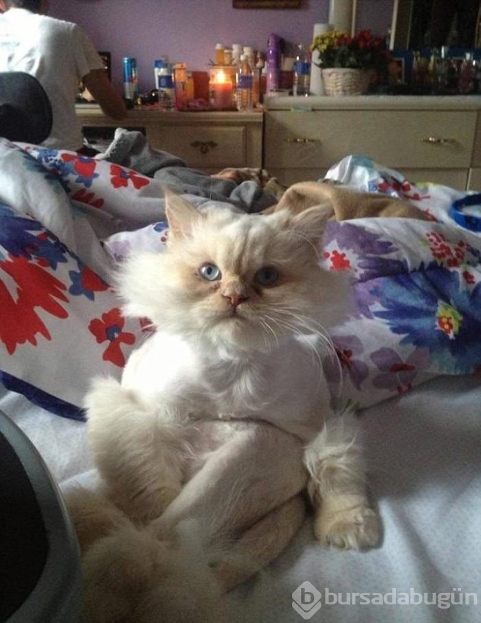 Şaşırtıcı kedi oturuşları