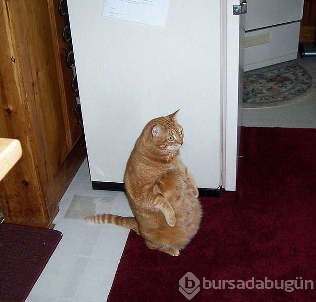 Şaşırtıcı kedi oturuşları